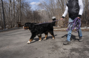 Выгул собак и нехватка площадок. На приеме Анны Гурарий прозвучали вопросы о братьях наших меньших 